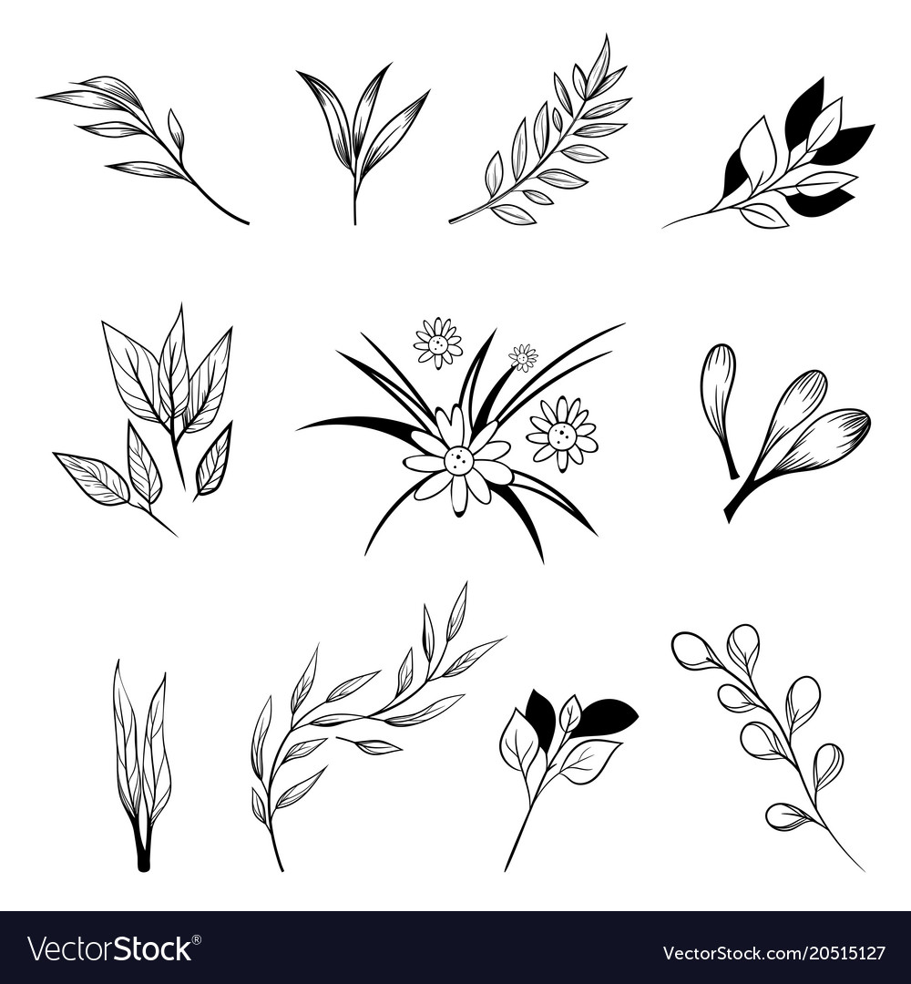 Collection hand drawn flowers and plants Vector Image