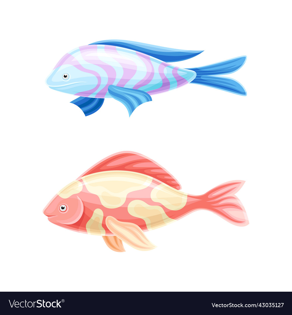 Colorful fish as aquatic gill-bearing animal Vector Image