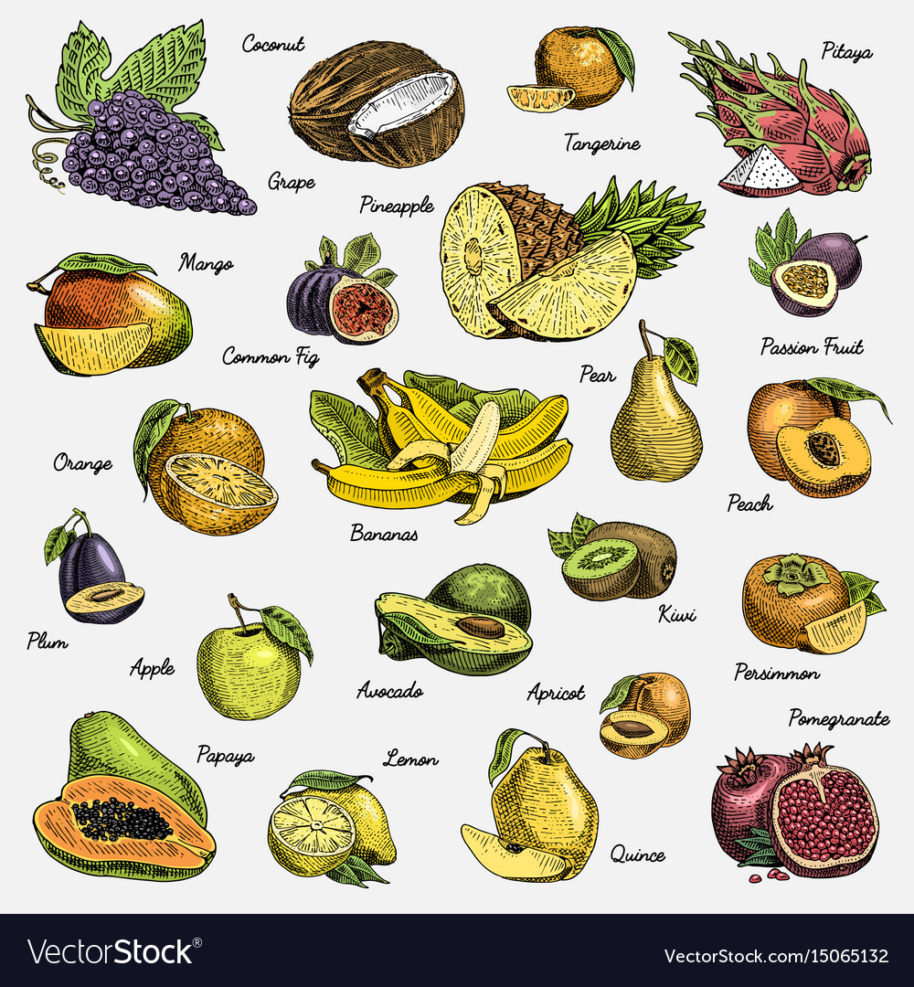 Set of hand drawn engraved fresh fruits Royalty Free Vector
