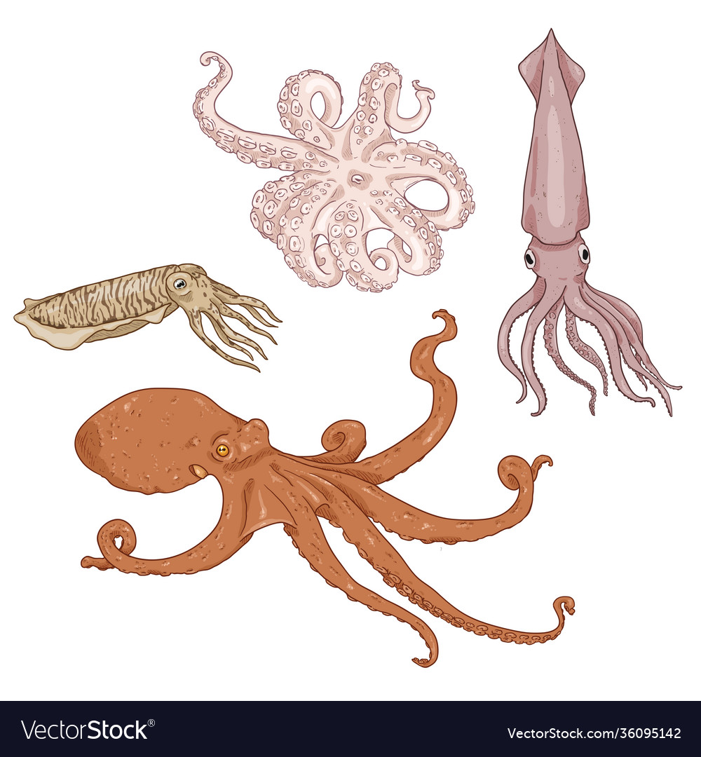 Set cartoon cephalopods octopus cuttle