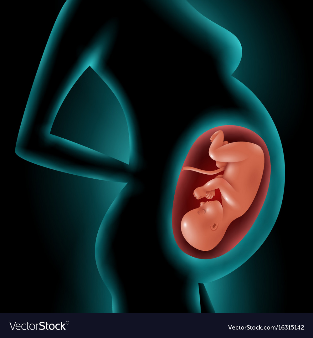 silhouette-pregnant-woman-with-fetus-in-womb-vector-image