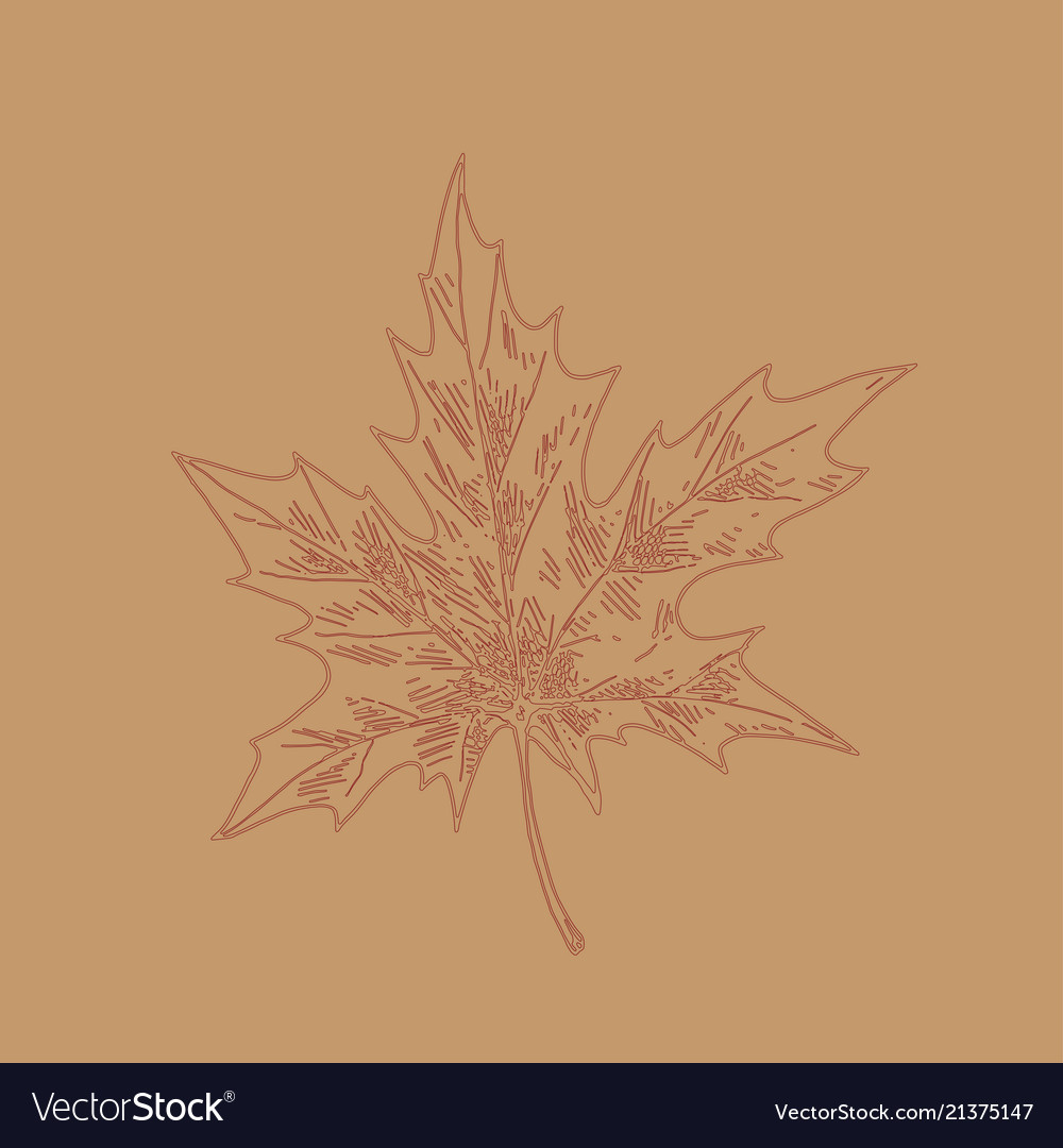 Hand drawn maple leaf outline in line