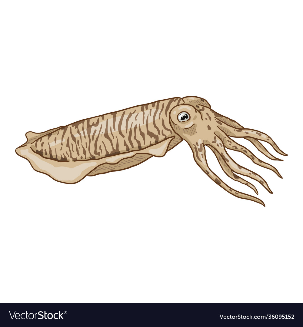 Cartoon cuttle Cephaopod