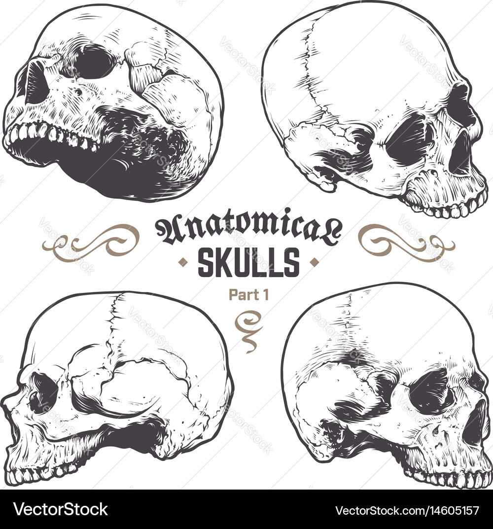 Anatomical skulls set Royalty Free Vector Image