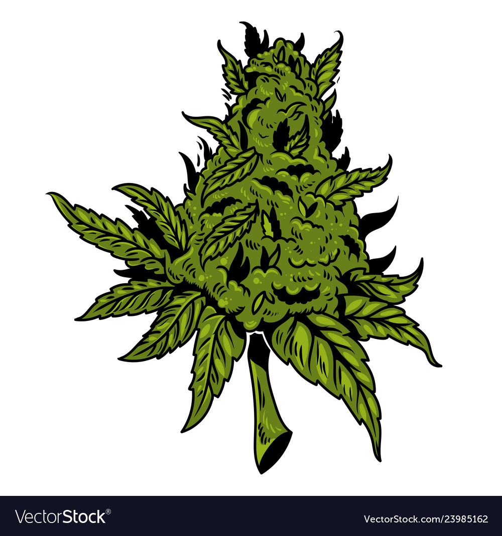 Cannabis drawing design Royalty Free Vector Image