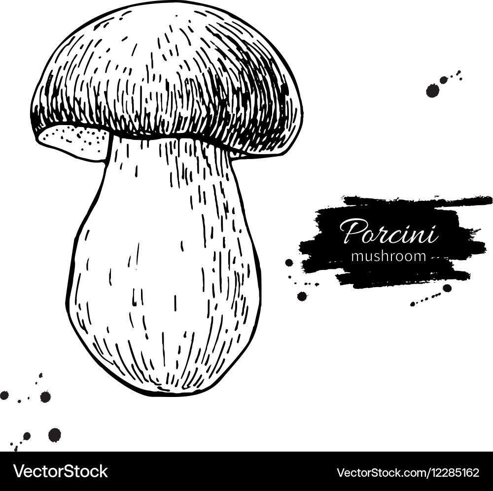 Porcini mushroom hand drawn Royalty Free Vector Image