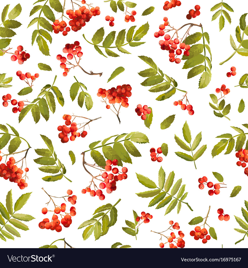 Autumn rowan berry seamless background Royalty Free Vector