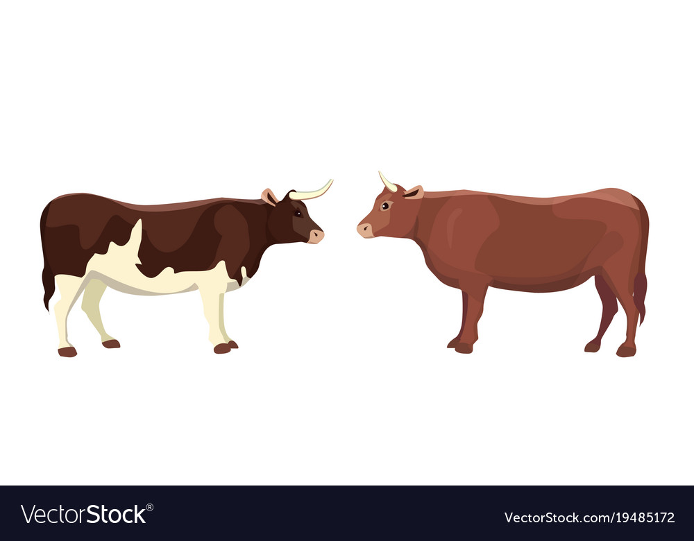 Cartoon bull mammal Tier isoliert