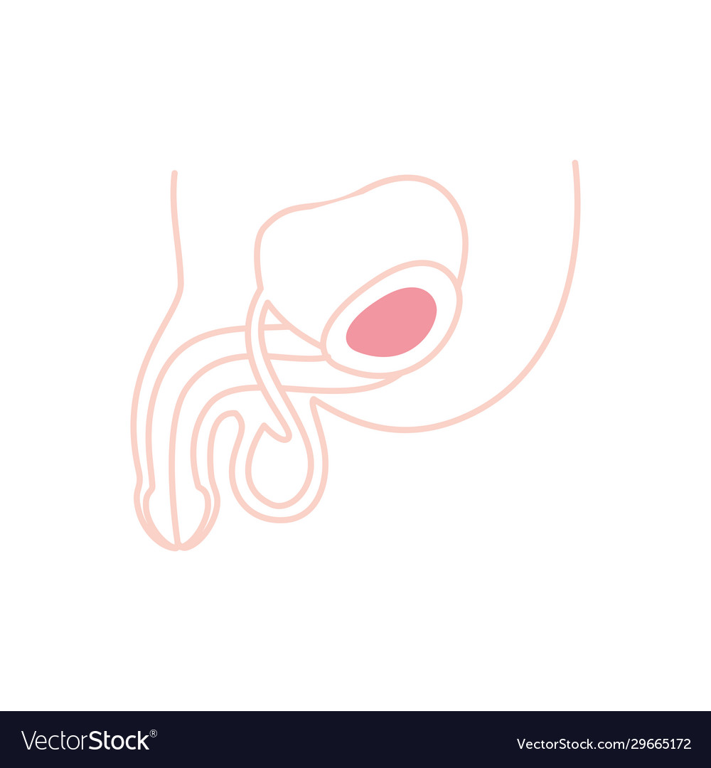 Isolated male reproductive system icon