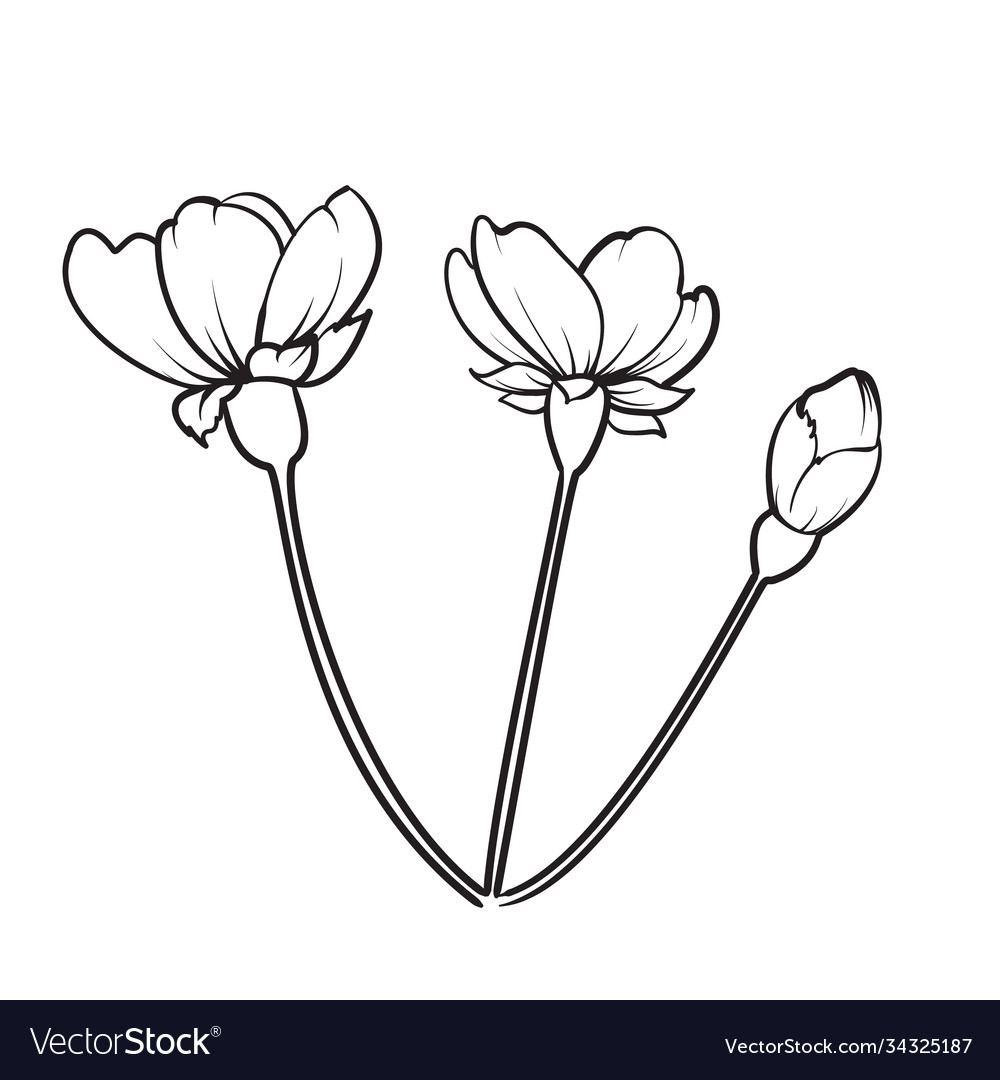 Hand drawn design elements sakura flowers Vector Image