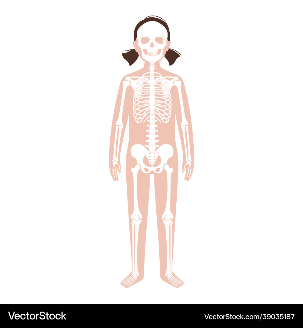 Human skeleton concept Royalty Free Vector Image
