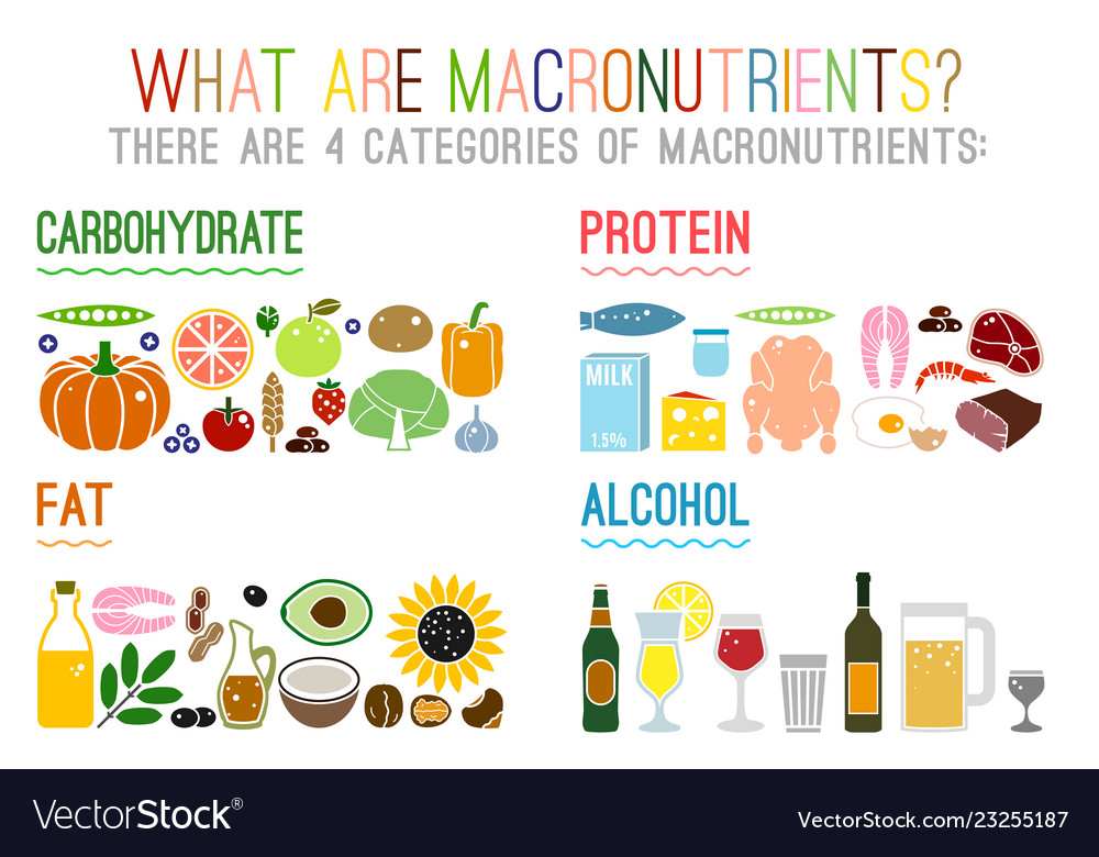 Main food groups macronutrients