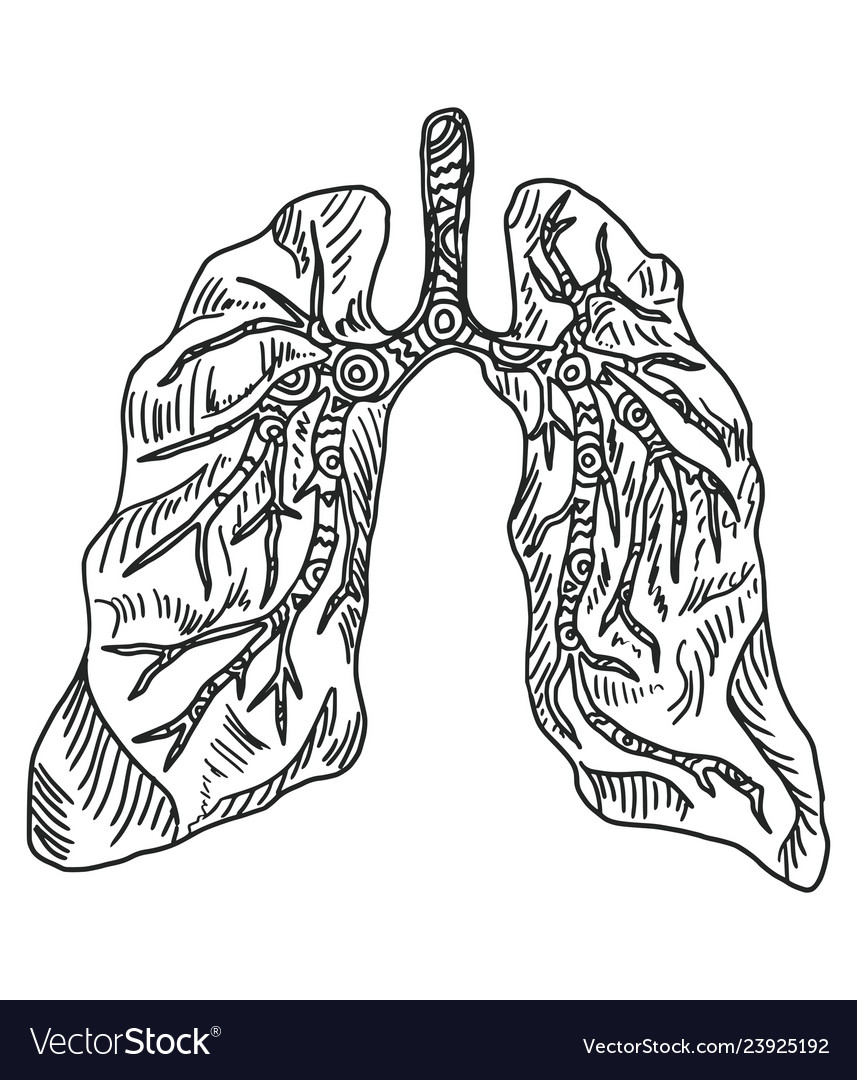 Doodle drawing organ lung on a white background Vector Image