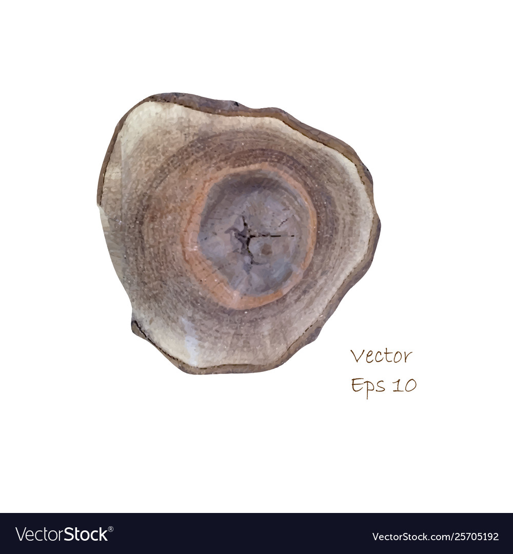 Structure tree trunk Royalty Free Vector Image