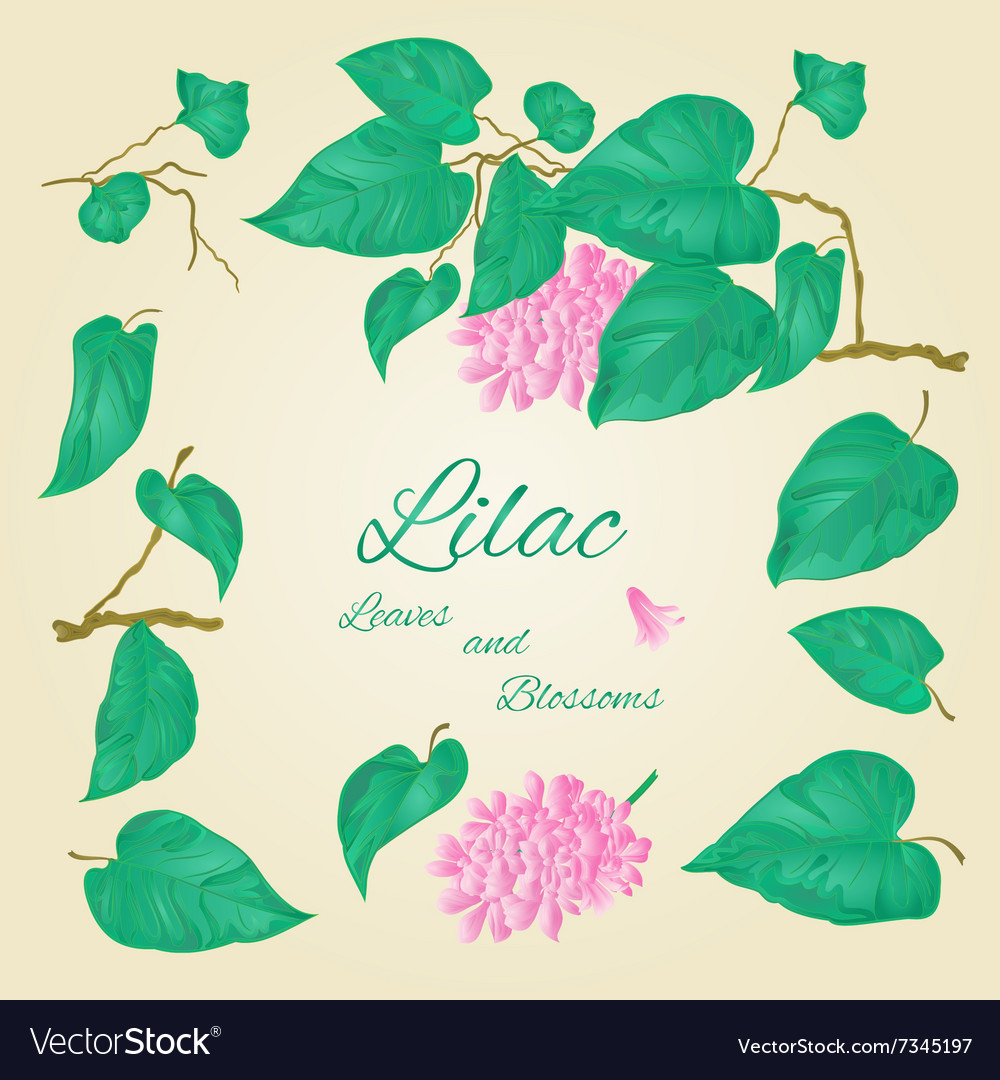 Lilac Zweig und Blätter Blumen Art syring