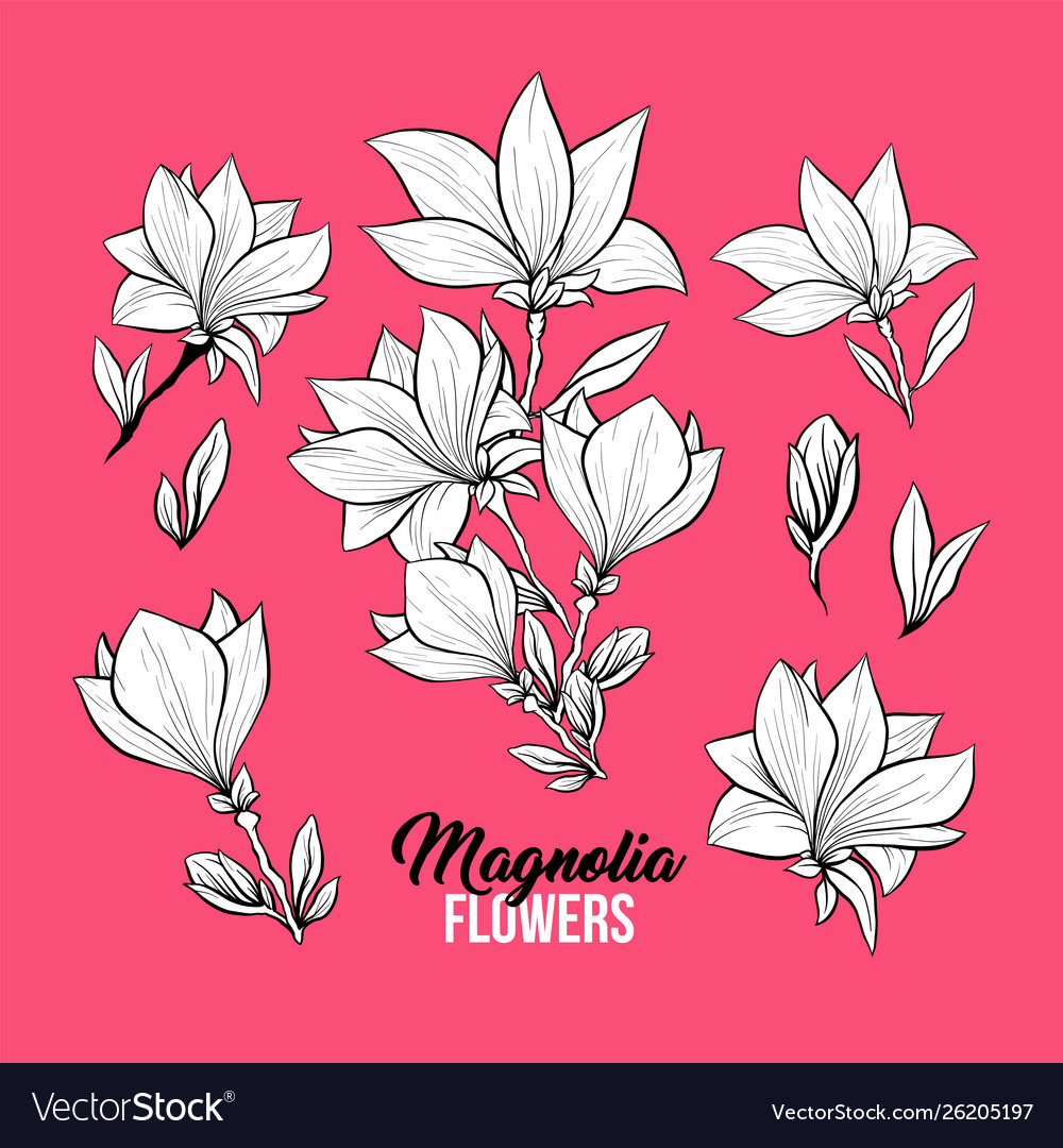 Magnolia flowers freehand set