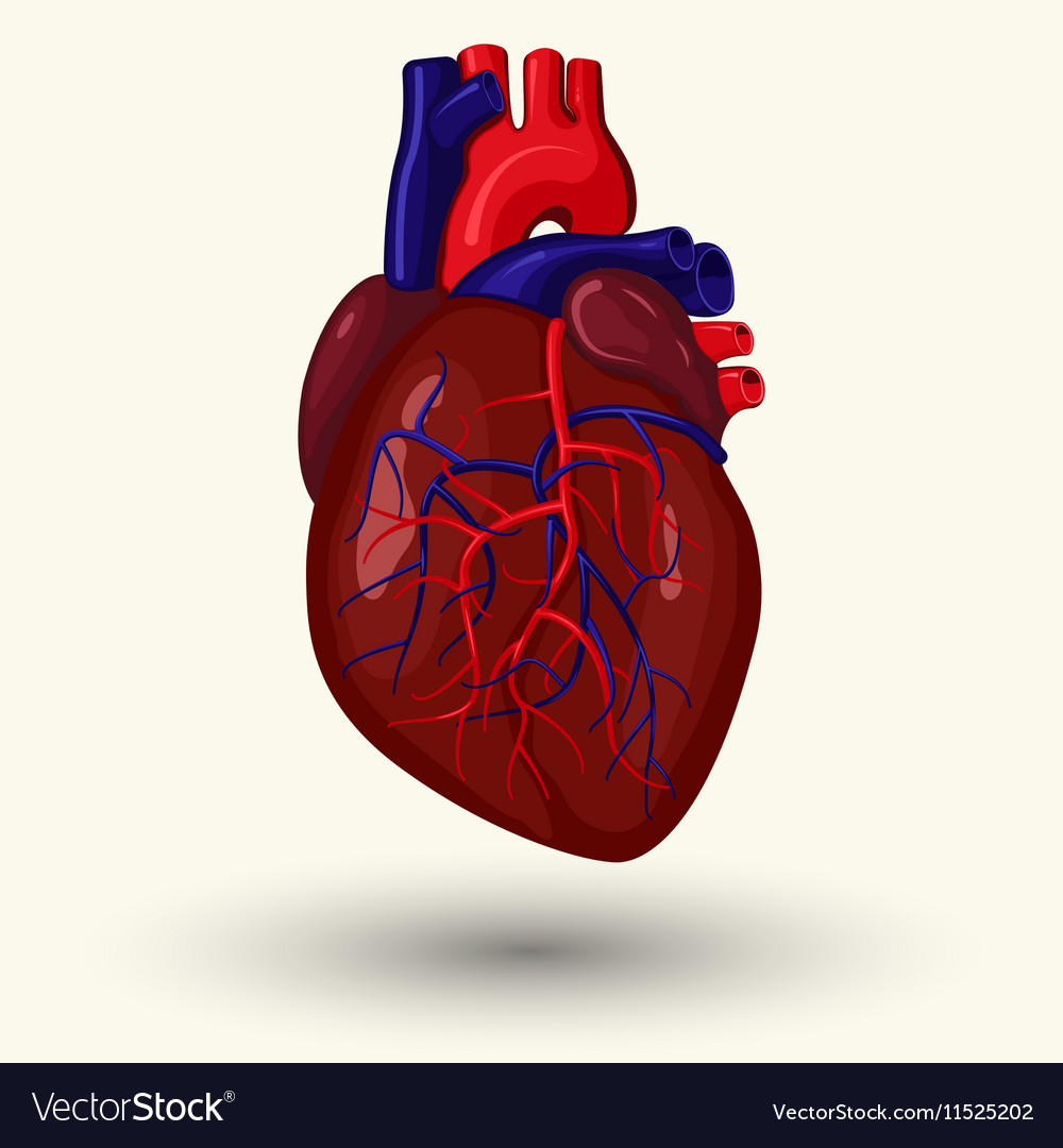 Human heart cartoon Royalty Free Vector Image - VectorStock