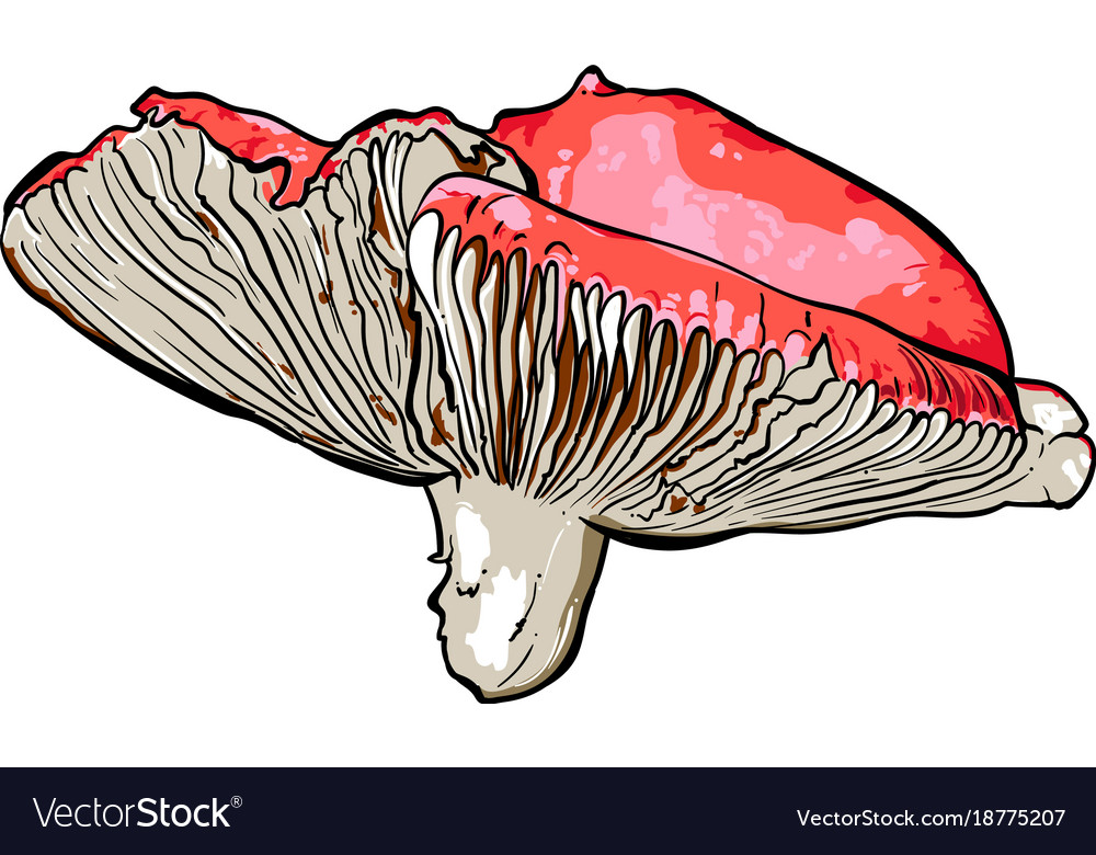 Hand drawn of a mushrooms