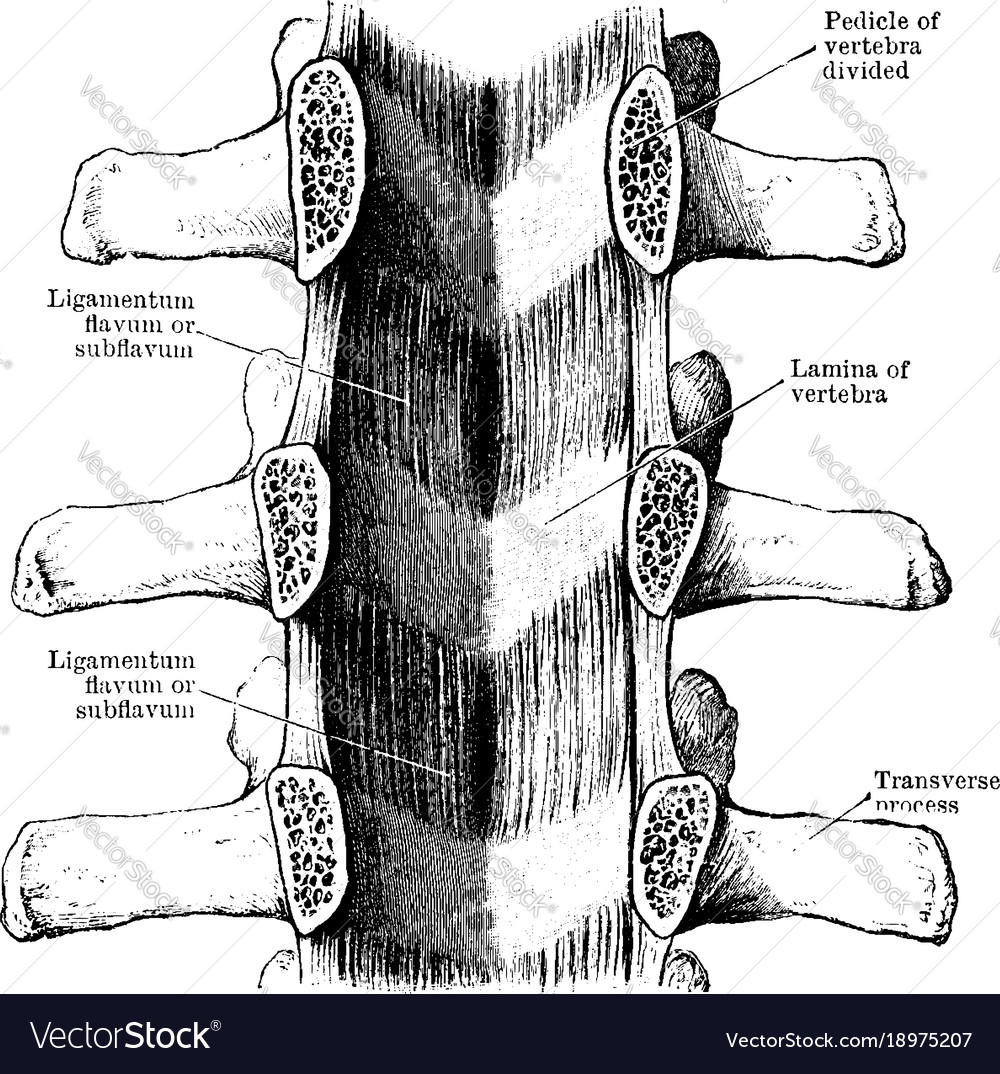 Ligamenta subflava of the spine vintage