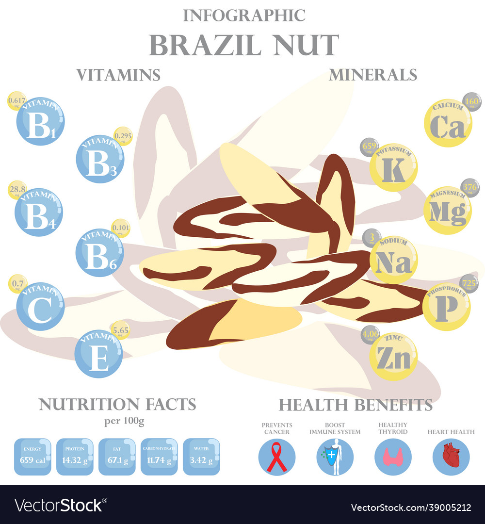 Health Benefits And Nutrition Facts Brazil Nuts Vector Image