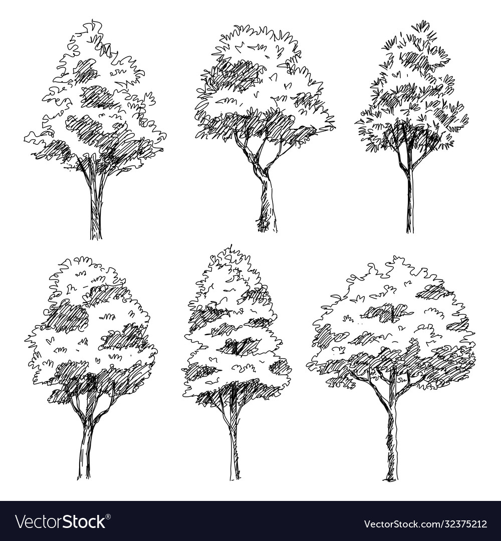 Tree Plan Drawing Stock Illustrations  3670 Tree Plan Drawing Stock  Illustrations Vectors  Clipart  Dreamstime