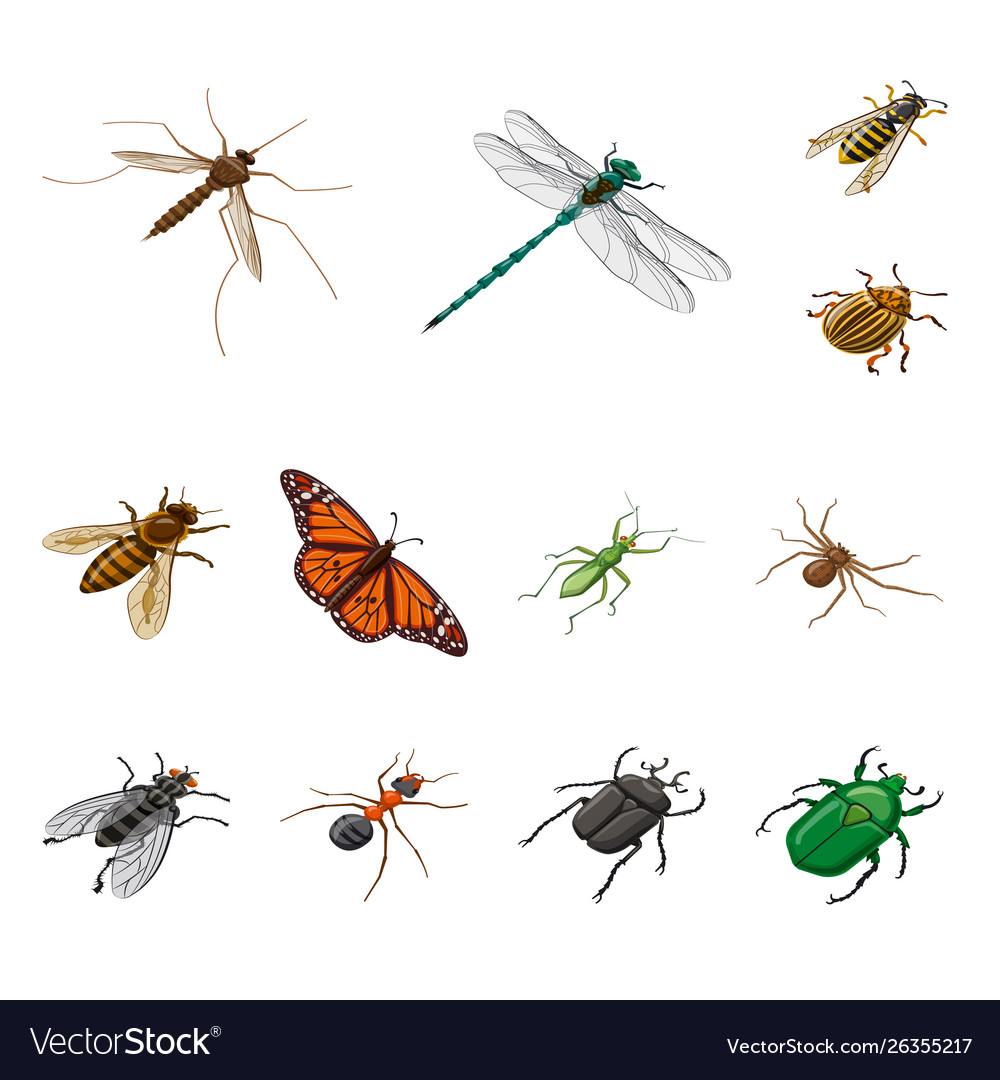 Isolated object insect and fly logo collection