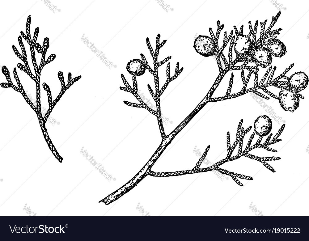 Branch of california juniper vintage
