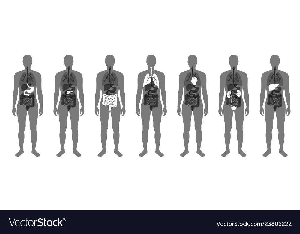 Human internal organs