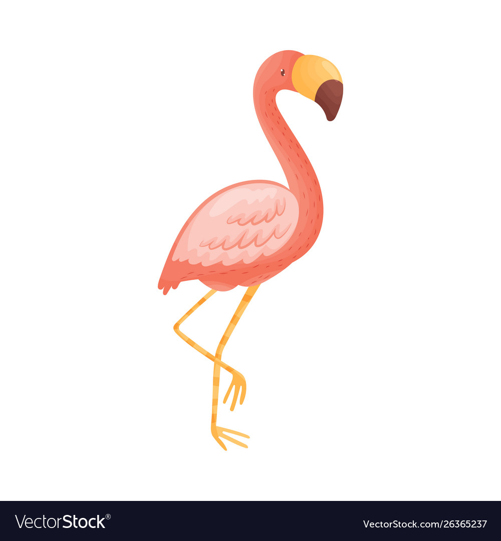 Pink flamingo on white Royalty Free Vector Image