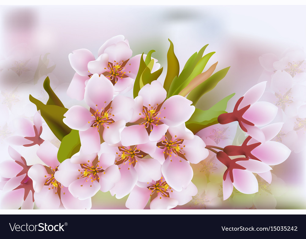 Kirschblütenzweig Frühling zarte Blumen