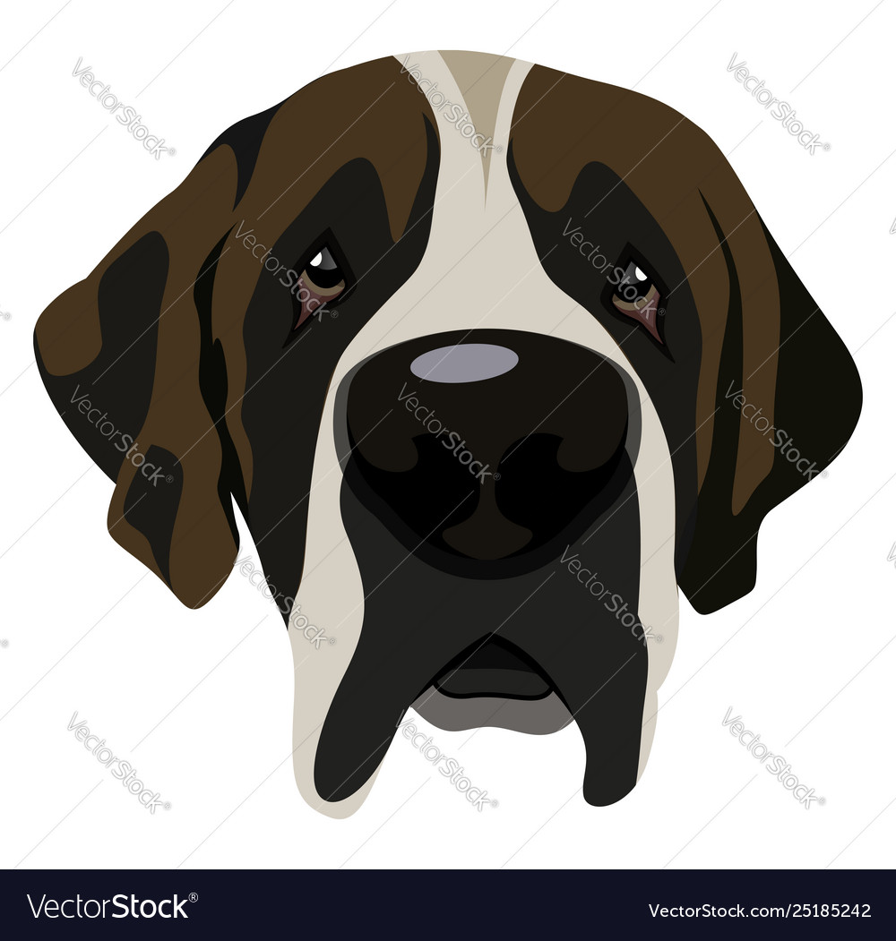 White faced st store bernard