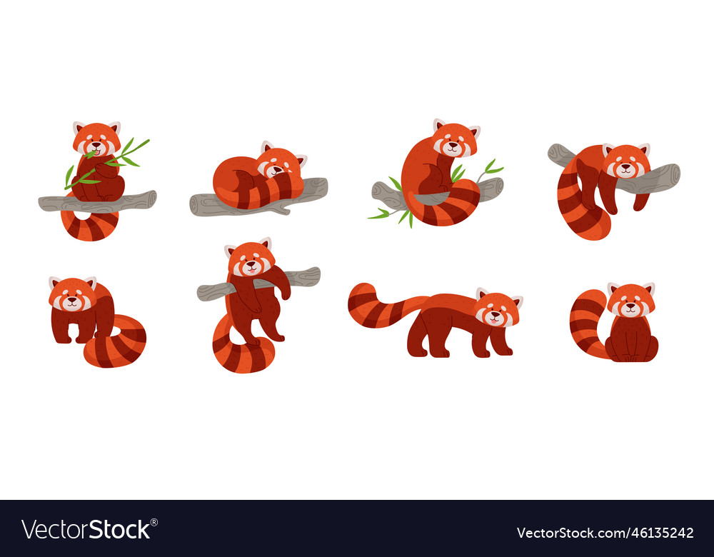 Set of cute red pandas in different poses flat