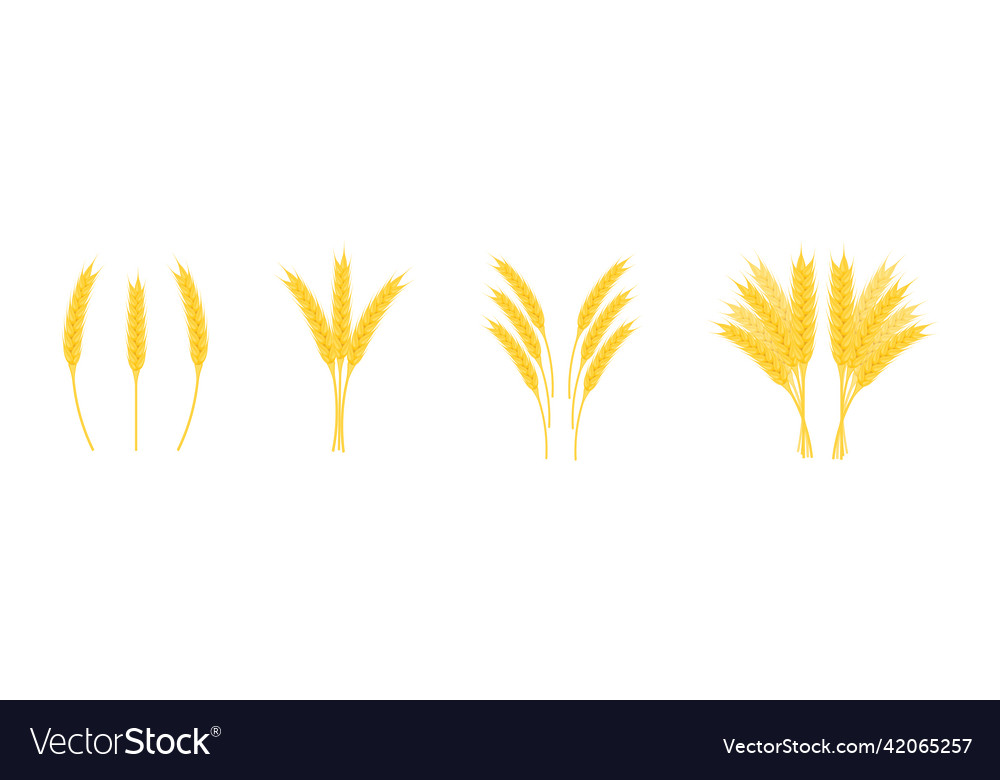 Ears wheat with grains of different shapes