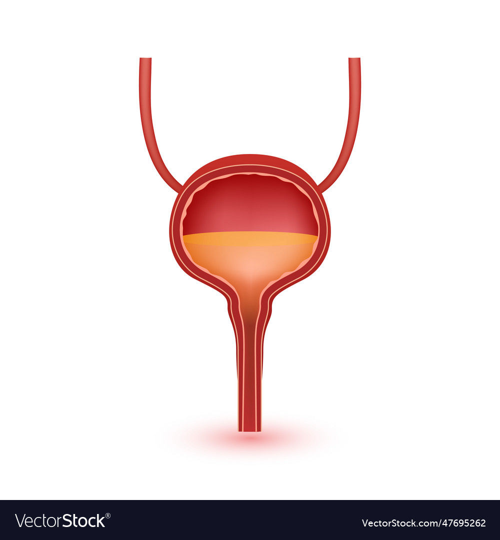 Bladder anatomy model isolated