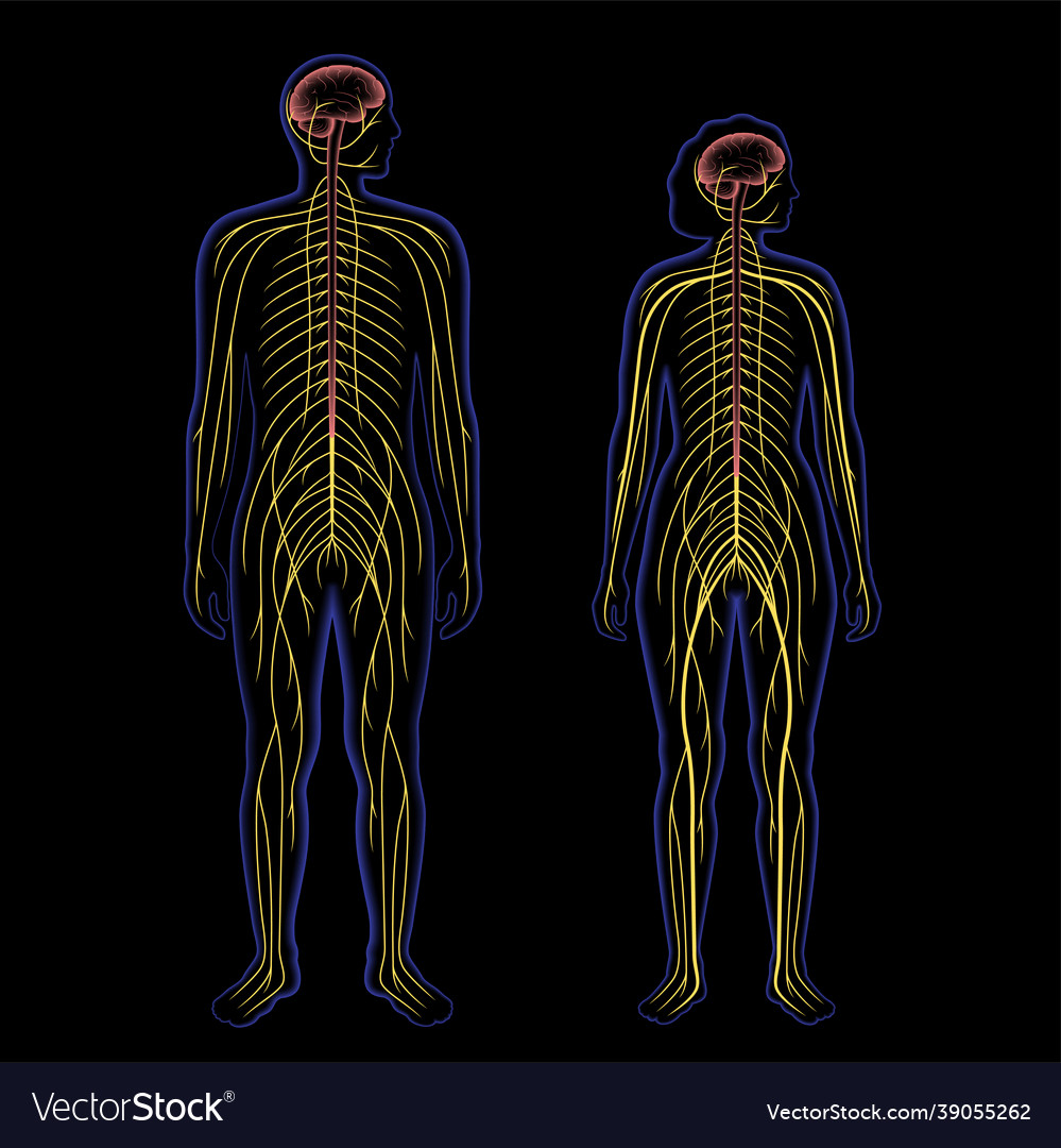 Central nervous system Royalty Free Vector Image