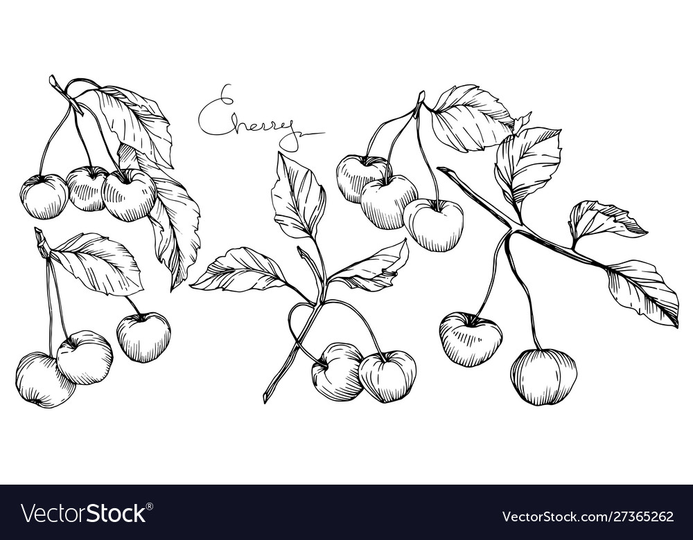 Cherry fruit black and white engraved ink