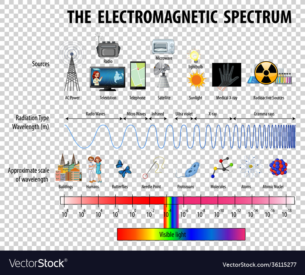 Science electromagnetic spectrum diagram Vector Image