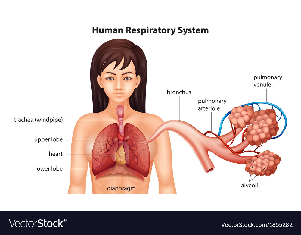 Female human respiratory system Royalty Free Vector Image