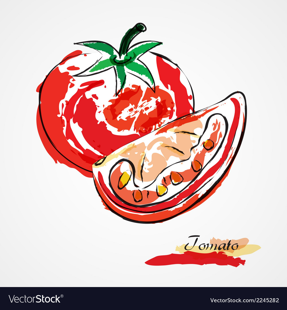 Tomato fruit Royalty Free Vector Image - VectorStock