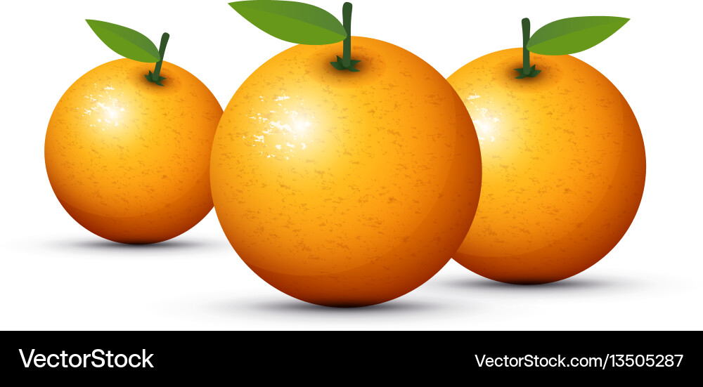 Orange fruit Royalty Free Vector Image - VectorStock