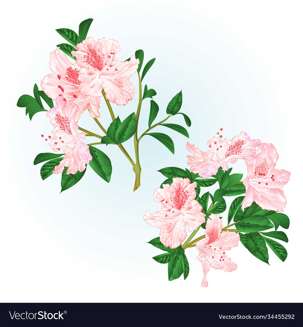 Shrub Light Pink Rhododendrons Twigs With Flowers Vector Image