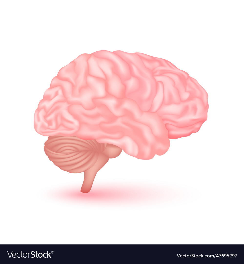 Brain Anatomy Model Isolated Royalty Free Vector Image Brain Anatomy Model Isolated Royalty Free Vector Image