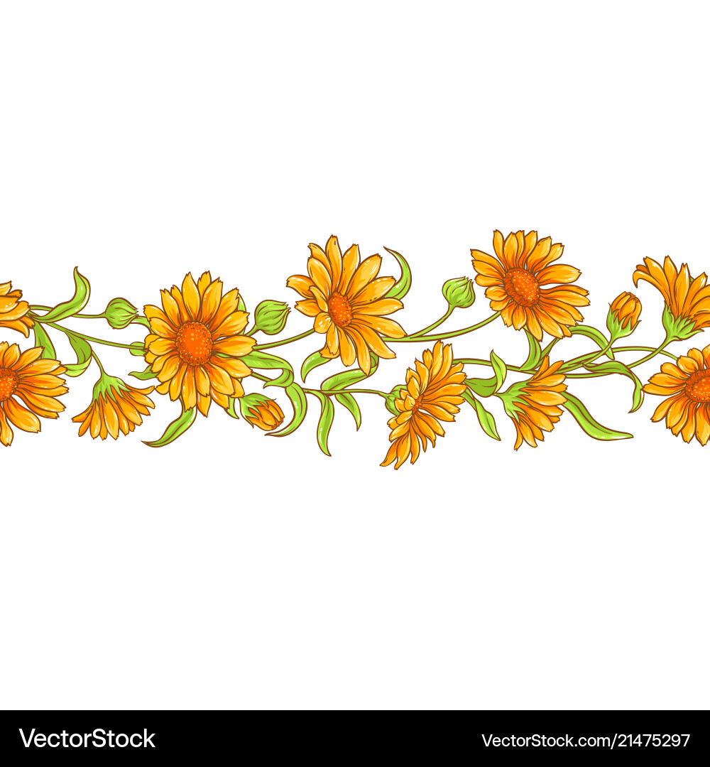 Calendula flower pattern Royalty Free Vector Image