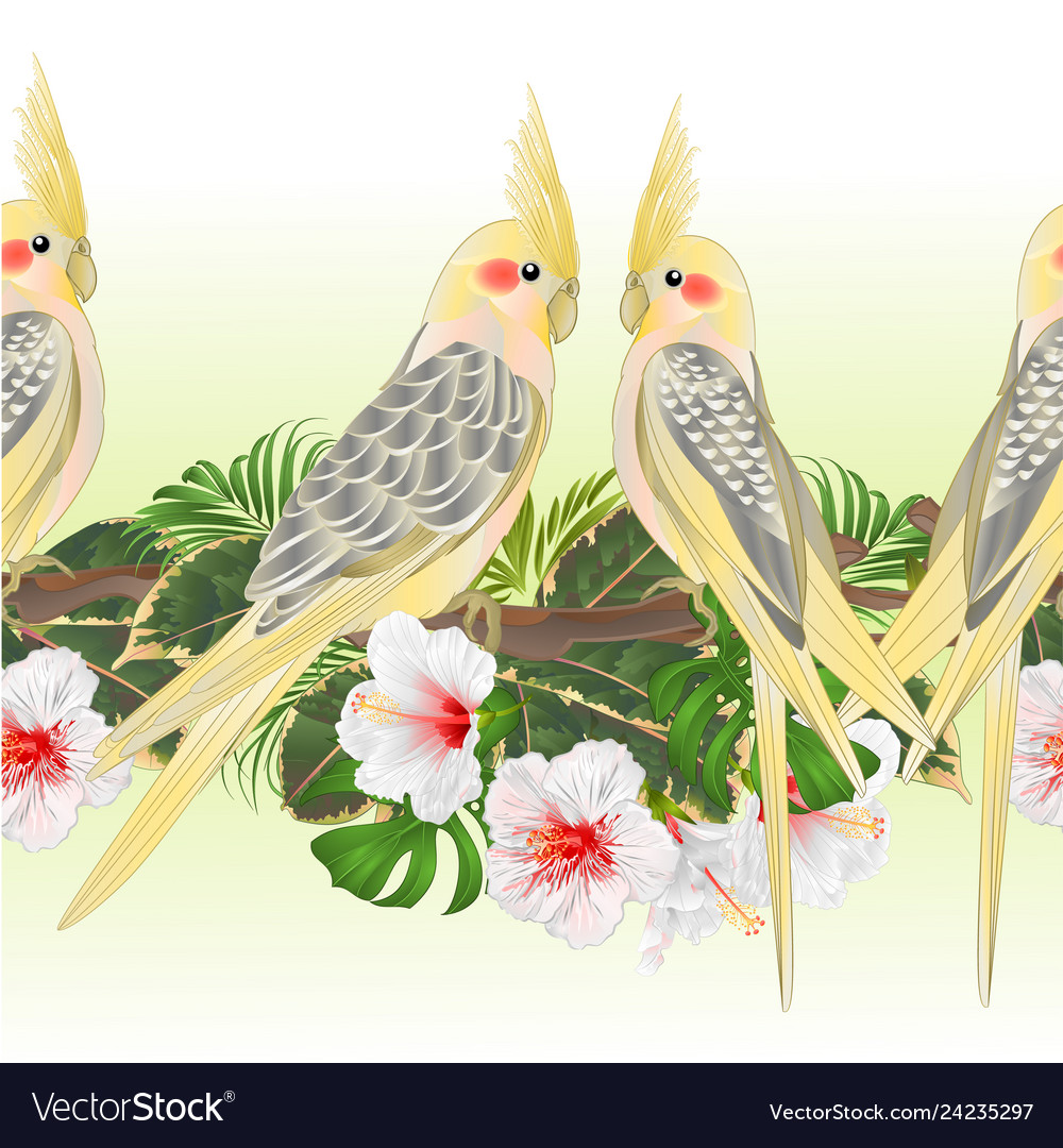 Tropical border seamless background cockatiel Vector Image