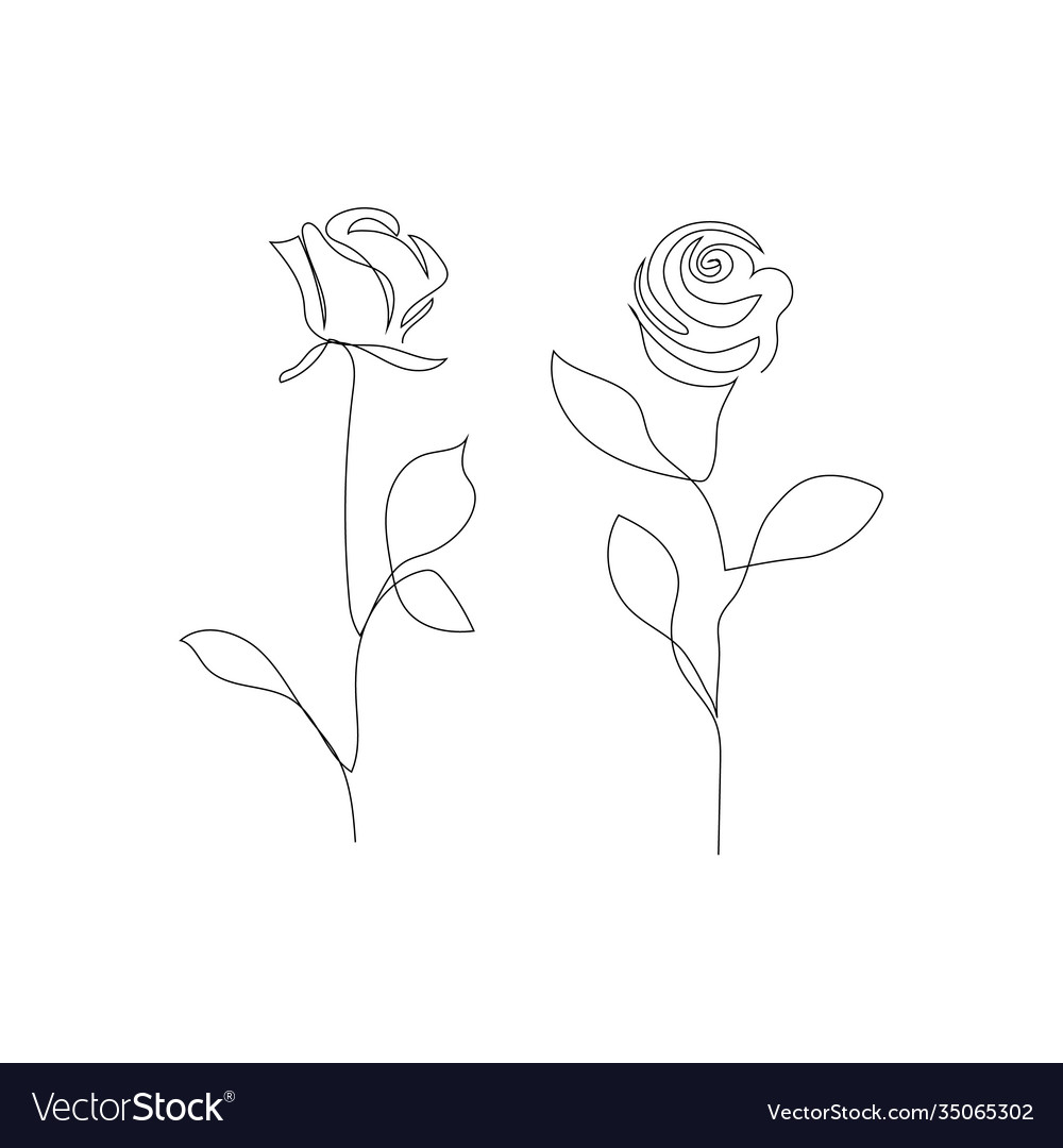 Roses one line drawing Royalty Free Vector Image