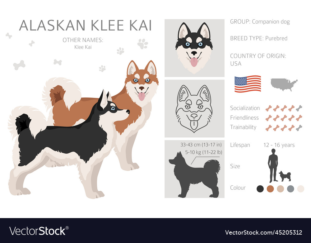 Alaskan Klee Kai Dog Breed Pictures, 1