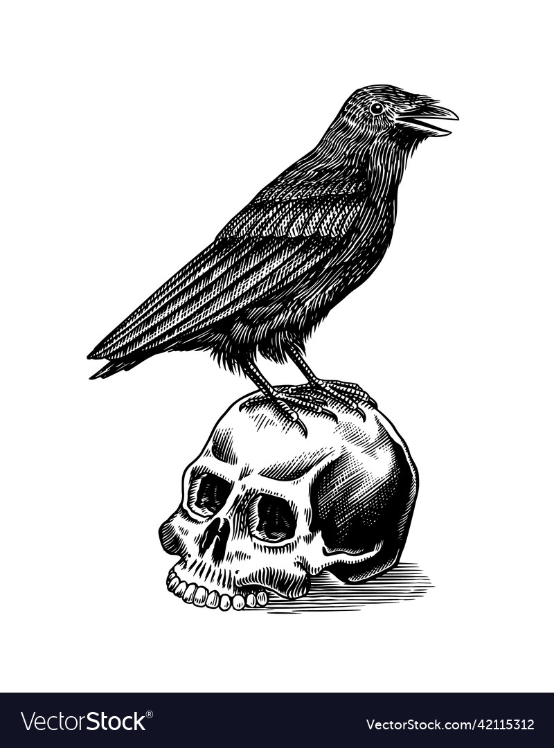 Magic crow sits on a skull raven sketch vintage Vector Image