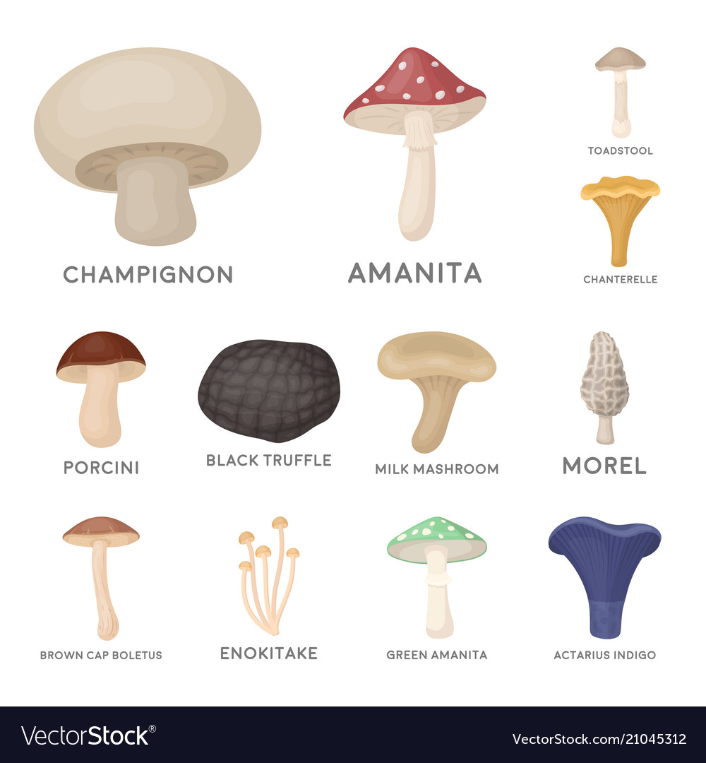 Poisonous and edible mushroom cartoon icons in set