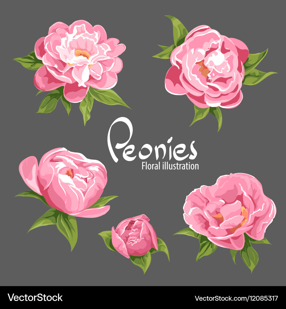 Fragrant peonies Royalty Free Vector Image - VectorStock