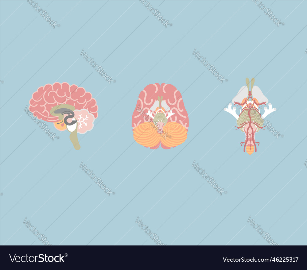 Human brain and stem internal organs